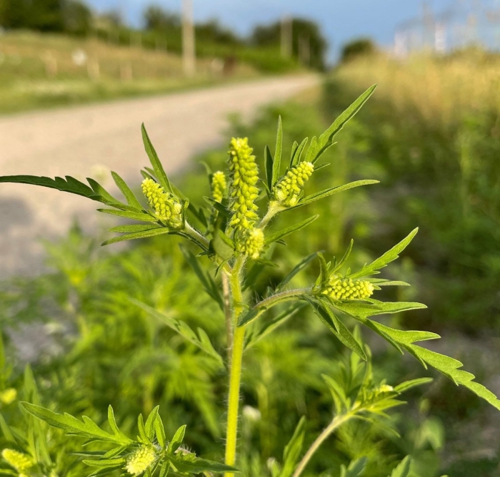 Амброзия сорняк ядовитый