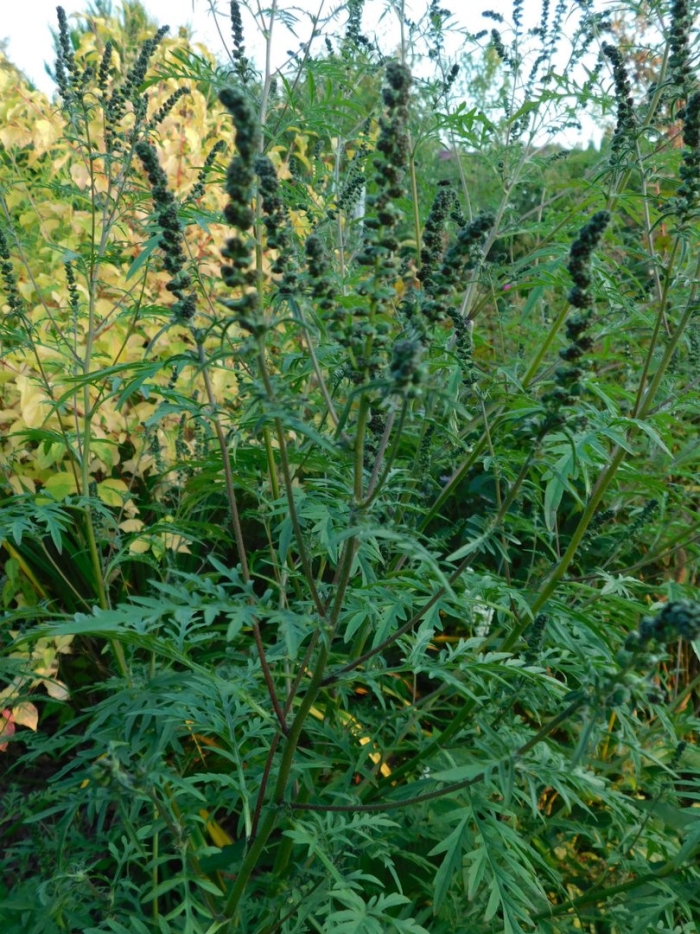 Трава амброзия