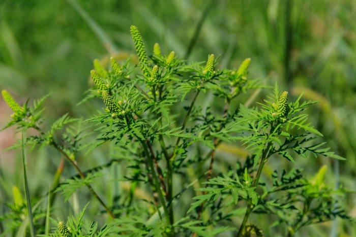 Амброзия полыннолистная плантариум