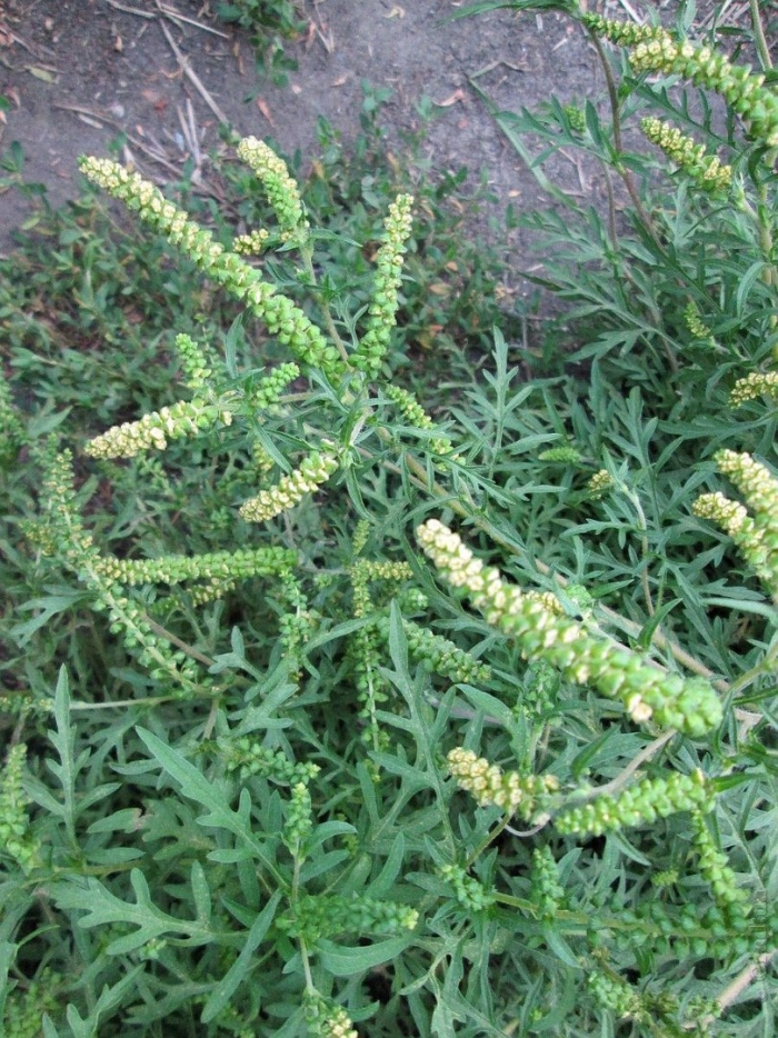 Амброзия полыннолистная цветение