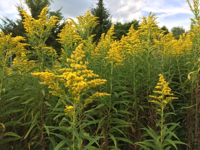 Золотарник обыкновенный solidago virgaurea