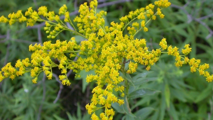Solidago missouriensis