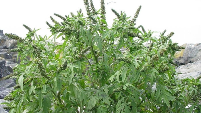 Амброзия трёхраздельная