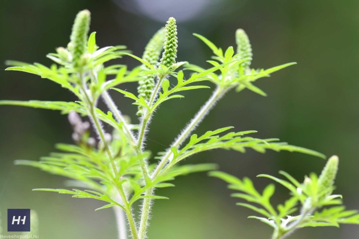 Сорняк амброзия