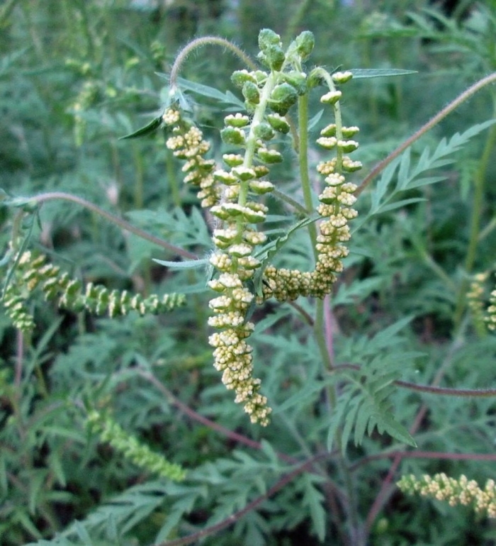 Амброзия растение сорные растения