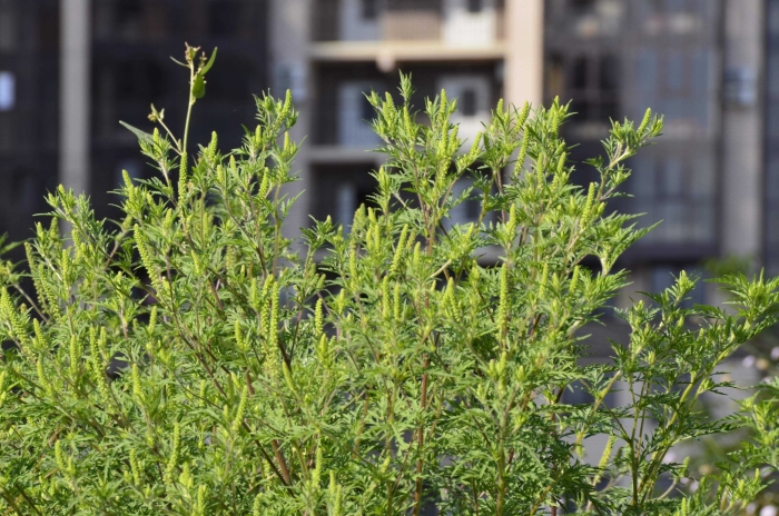 Амброзия краснодар