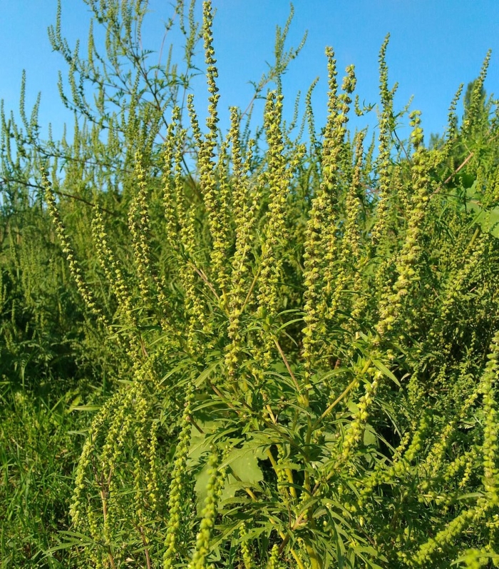 Амброзия трехраздельная