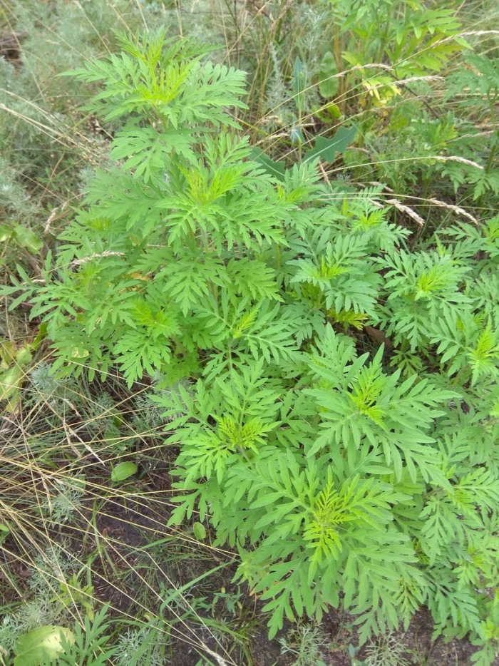 Амброзии полыннолистной