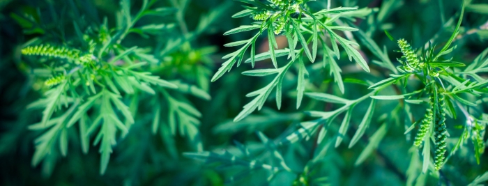 Амброзия полыннолистная опасный карантинный сорняк