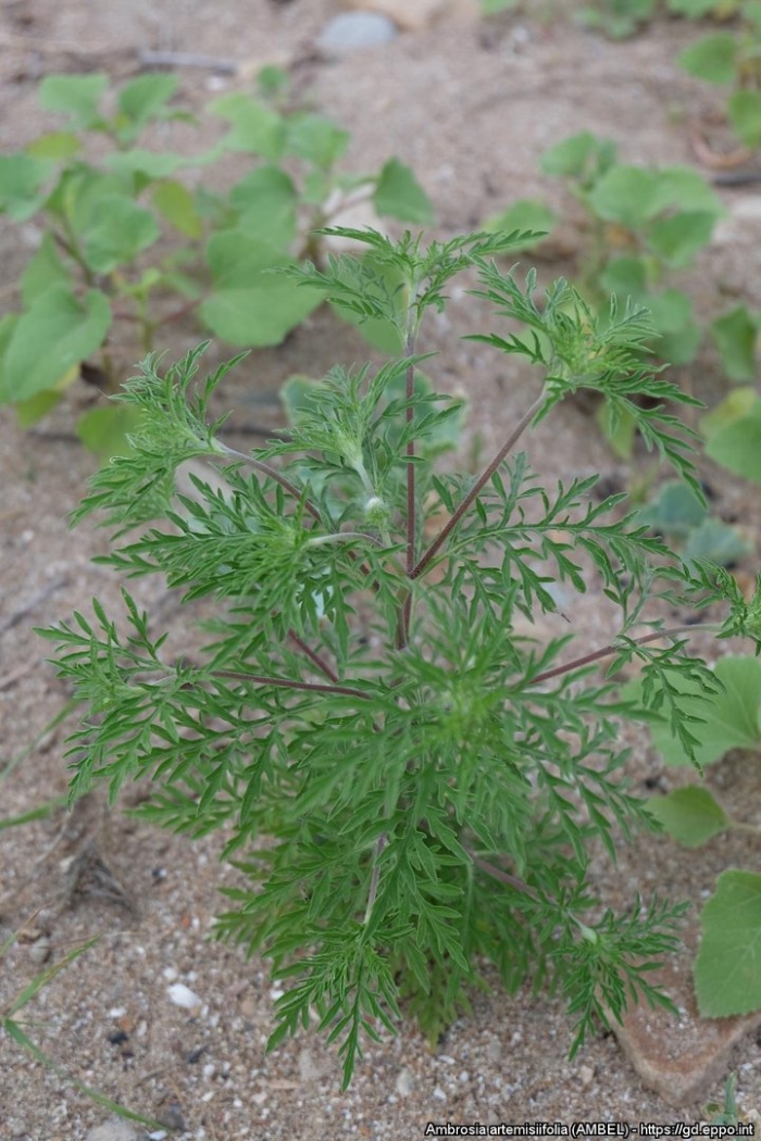 Амброзия трава
