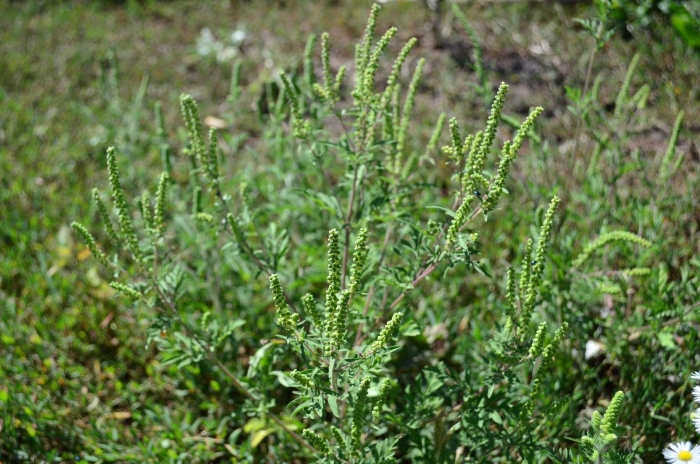 Амброзия сорняк