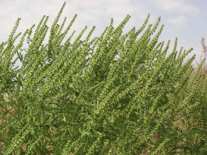 Амброзия растение