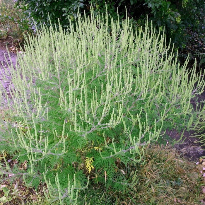 Куст амброзии