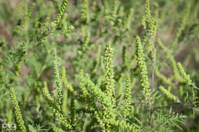 Краснодарская амброзия