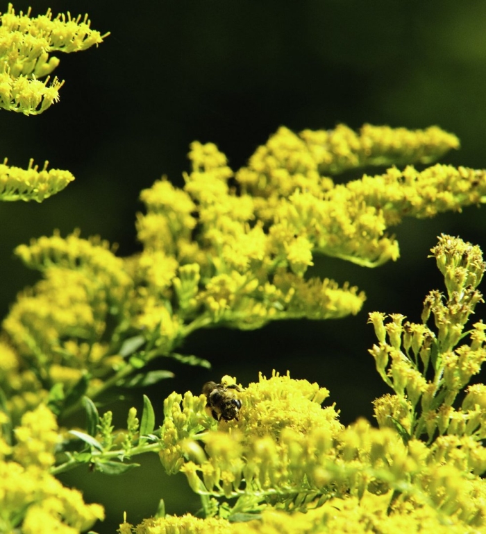 Золотарник обыкновенный