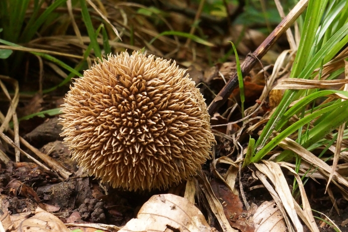 Lycoperdon echinatum