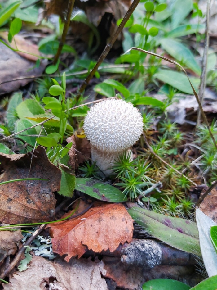 Гриб дождевик шиповатый луговой