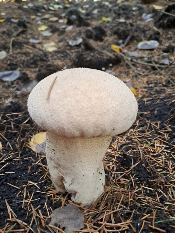 Головач продолговатый calvatia excipuliformis