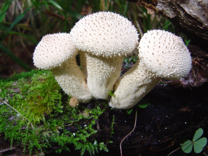 Дождевик шиповатый lycoperdon perlatum