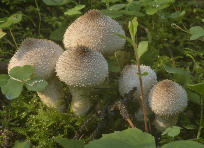 Гриб lycoperdon perlatum