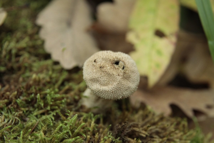 Гриб дедушкин табак