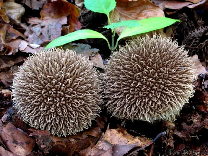 Lycoperdon ericaeum