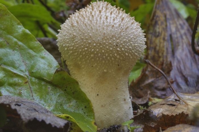 Гриб дождевик шиповатый