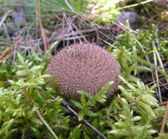 Lycoperdon nigrescens