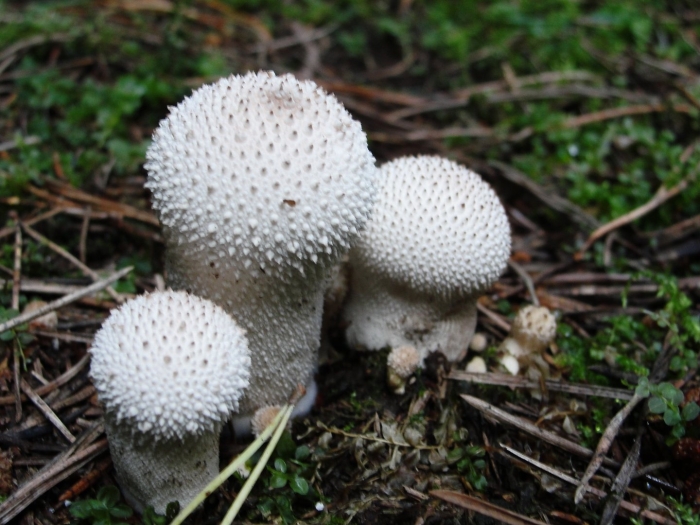Lycoperdon perlatum