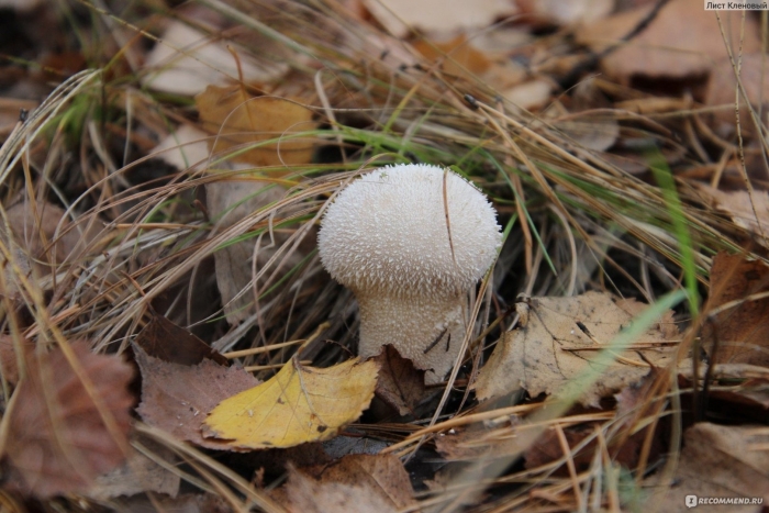 Дождевик гриб