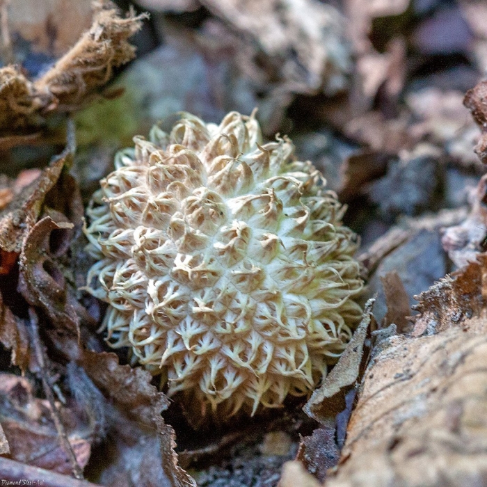 Ложнодождевик звёздчатый