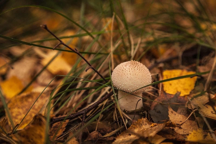 Гриб дождевик шиповатый луговой
