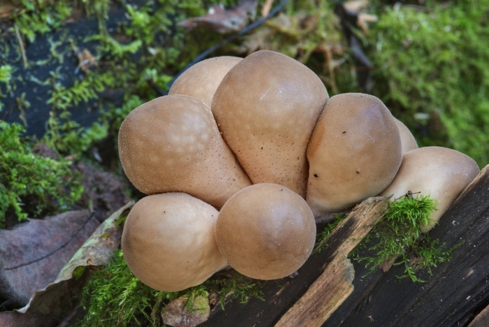 Lycoperdon pyriforme
