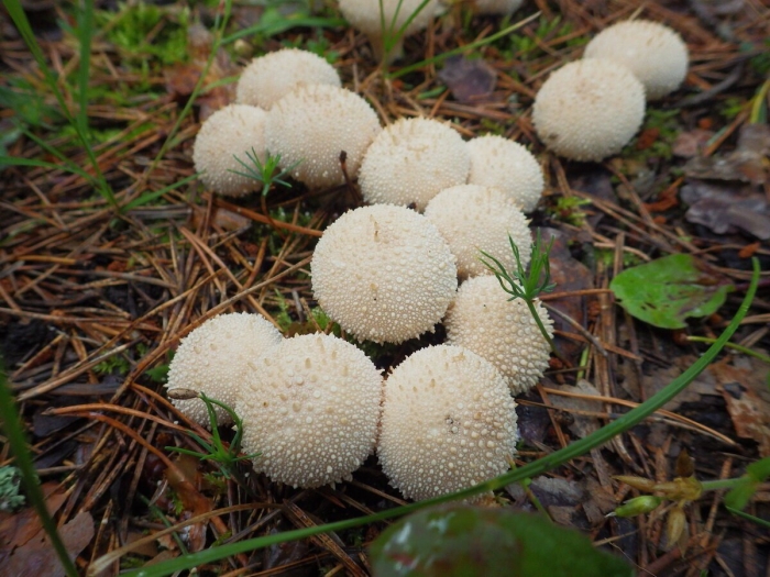 Дождевик шиповатый lycoperdon perlatum