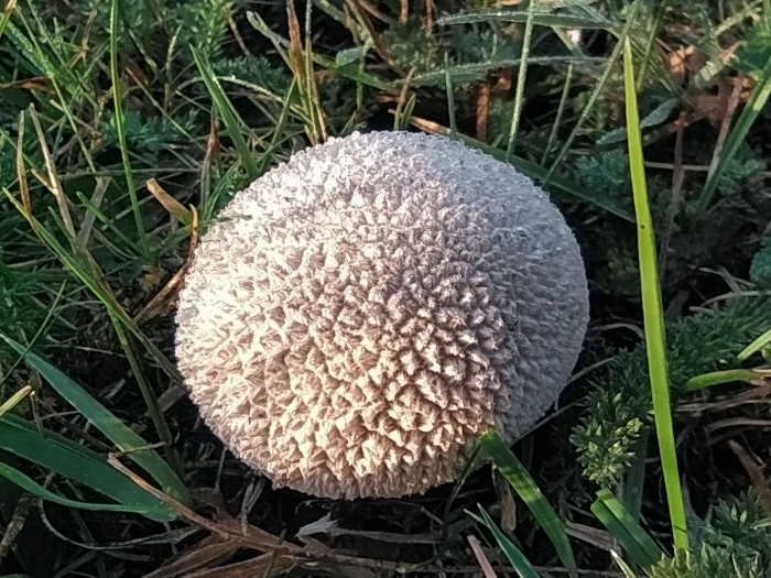 Ложнодождевик обыкновенный