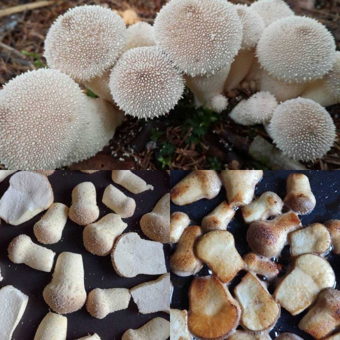 Дождевик род грибов