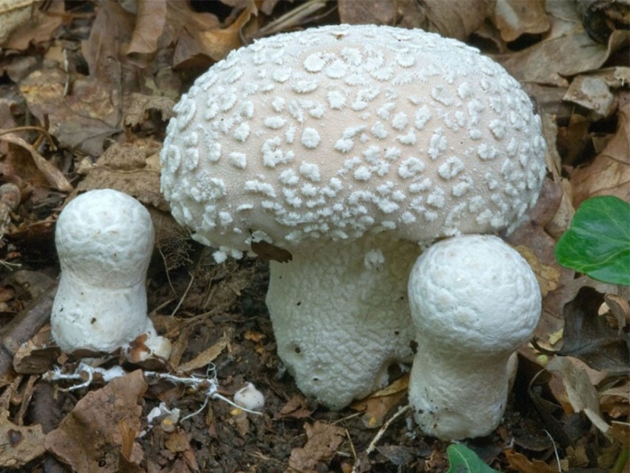 Дождевик головач съедобный