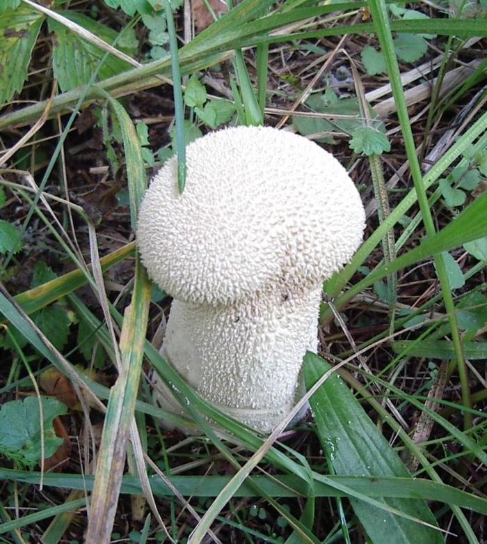 Гриб lycoperdon perlatum
