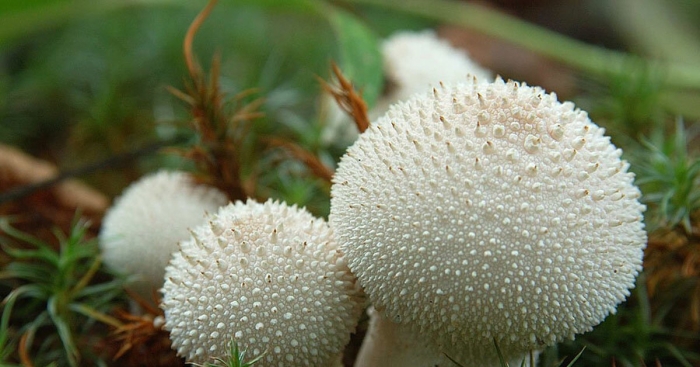 Дождевик шиповатый lycoperdon perlatum