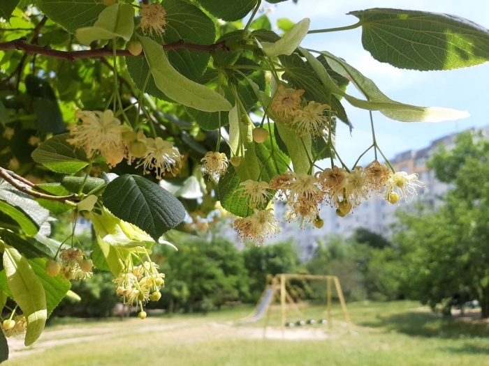 Липа крупнолистная цветение