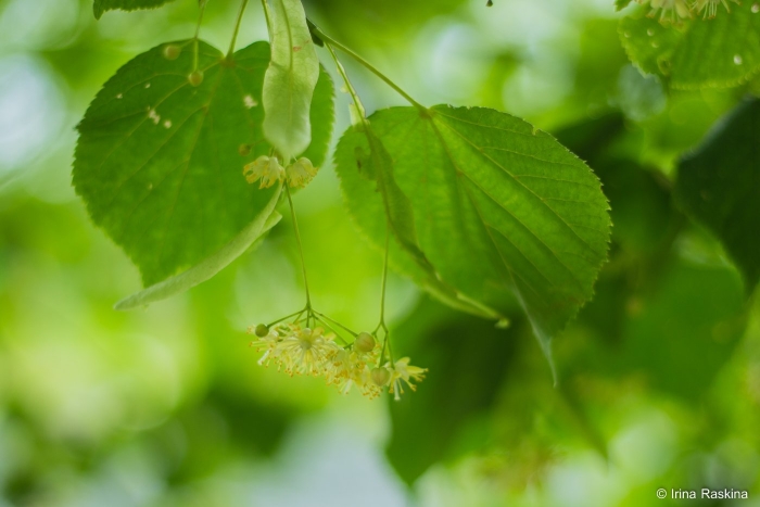 Липа мелколистная сердцевидная