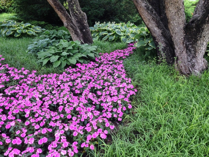 Бальзамин садовый