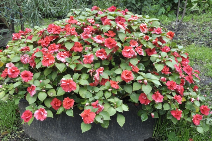 Бальзамин дачный