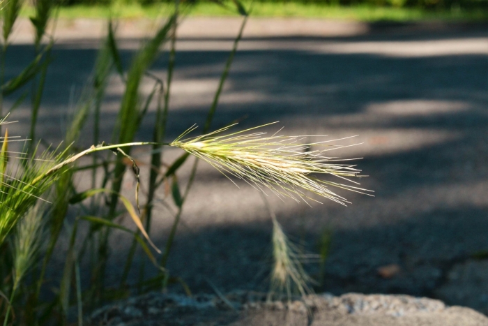 Ячмень гривастый hordeum jubatum
