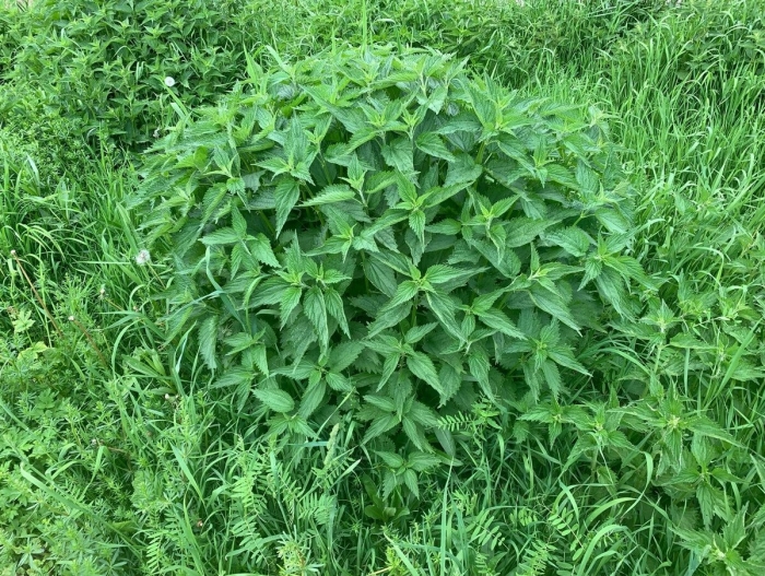 Декоративная крапива