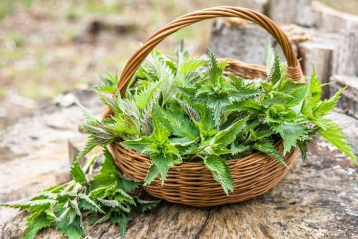 Крапива лист