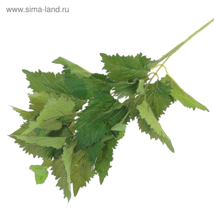 Крапивы двудомной на прозрачном фоне