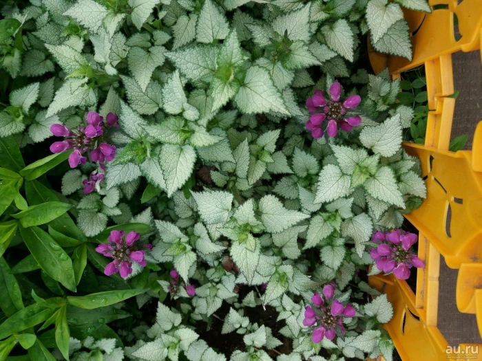 Яснотка зеленчуковая  сильвер карпет