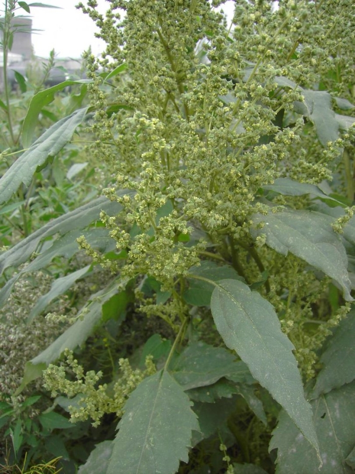 Амброзия сорняк