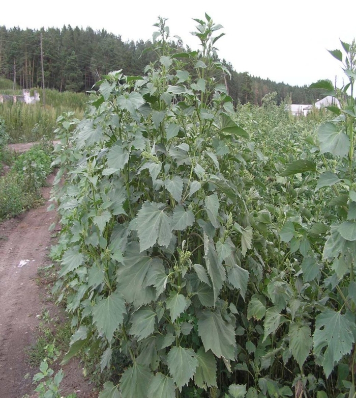 Циклахена дурнишниколистная